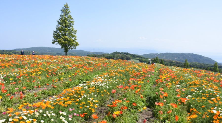 あわじ花さじき