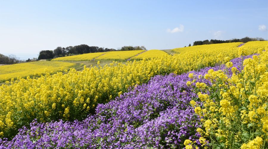 淡路島の花さじき