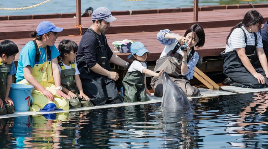 淡路島じゃのひれアウトドアリゾートで、イルカとの触れ合いをしている