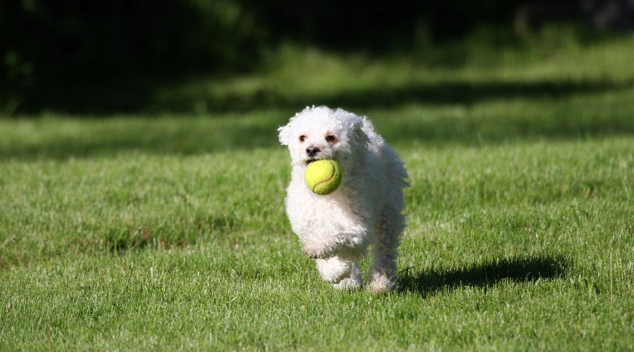 ドッグランで犬が走っている