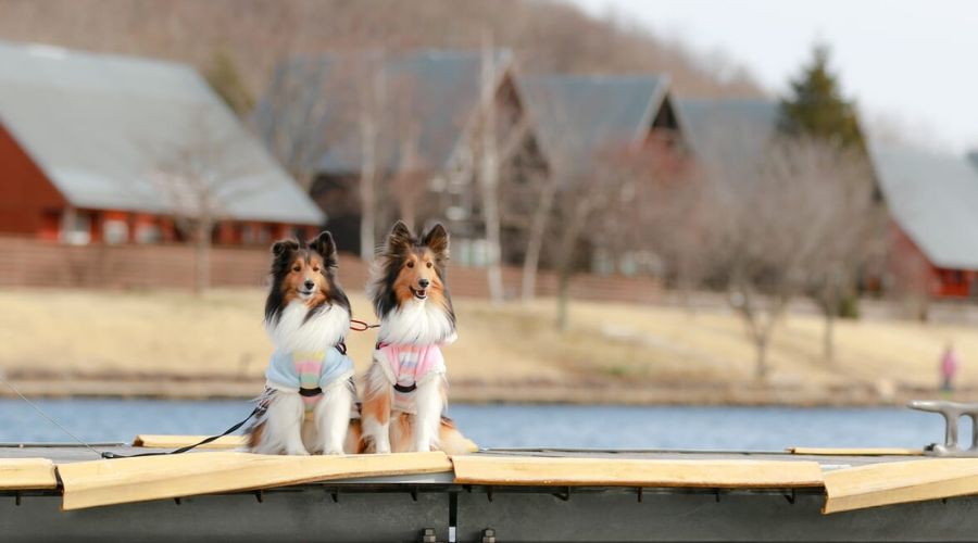 コテージの前に2匹の犬が並んで座っている