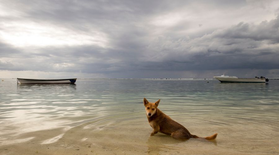 海辺に犬が座っている